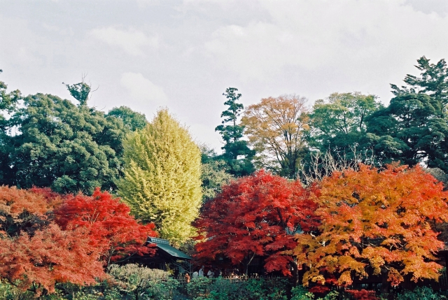 千葉県松戸市平賀にある、本土寺の紅葉