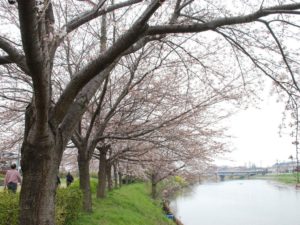 埼玉県蓮田市の桜