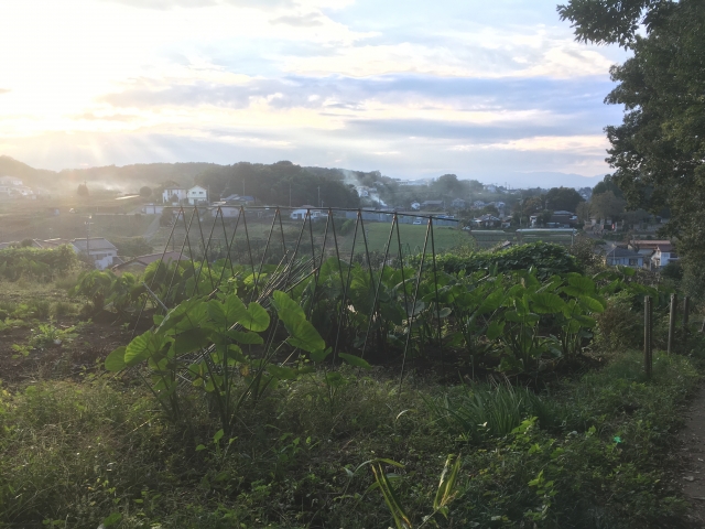 埼玉県所沢市トトロの森