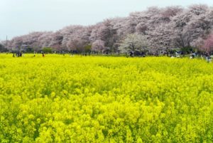 埼玉県幸手市権現堂堤の桜