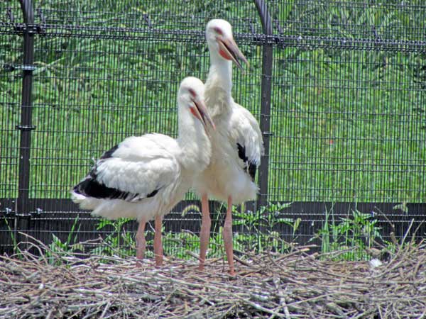 千葉県野田市三ツ堀「こうのとりの里」