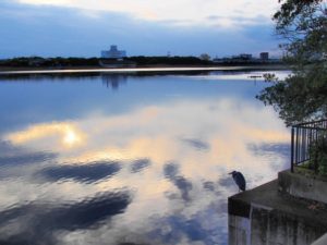 千葉県習志野市谷津干潟