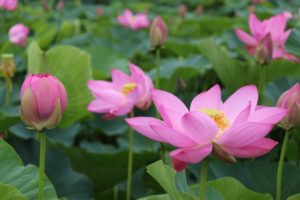 埼玉県行田市古代蓮の里