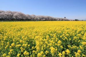 埼玉県幸手市権現堂堤の菜の花