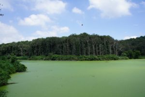 埼玉県比企郡滑川町の森林公園