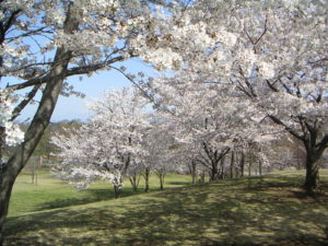 埼玉県熊谷市の桜