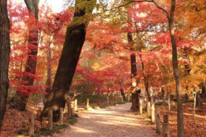 埼玉県新座市平林寺の紅葉