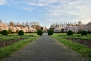 埼玉県さいたま市市民の森の桜