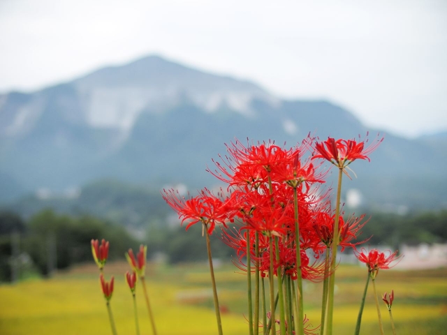 埼玉県秩父郡横瀬町の武甲山と彼岸花