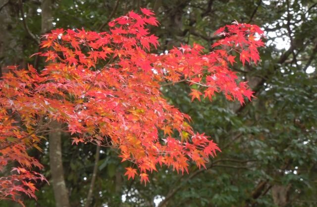 埼玉県秩父郡長瀞町の紅葉