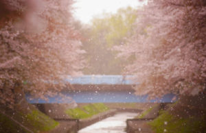 杉並区善福寺緑地公園 の桜