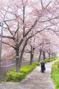 練馬区石神井川の桜
