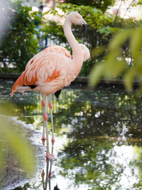 板橋区のこども動物園のフラミンゴ