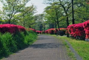 小金井市野川公園のつつじ