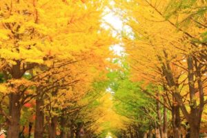 国立市の市の木イチョウ