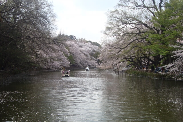 武蔵野市井の頭公園