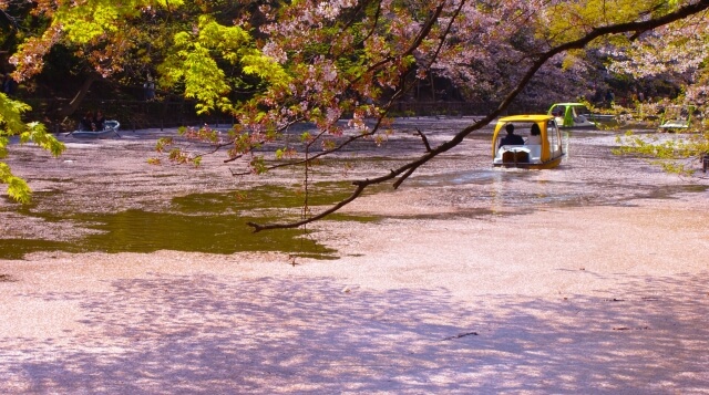 武蔵野市井の頭公園の桜