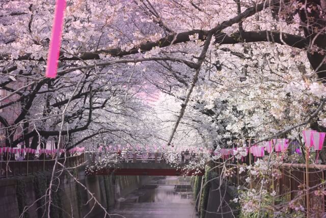 目黒区青葉台散歩道の桜