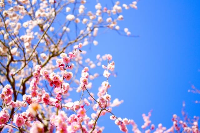 国立市の市の花ウメ