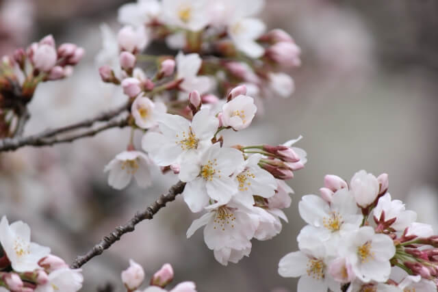 福生市の桜