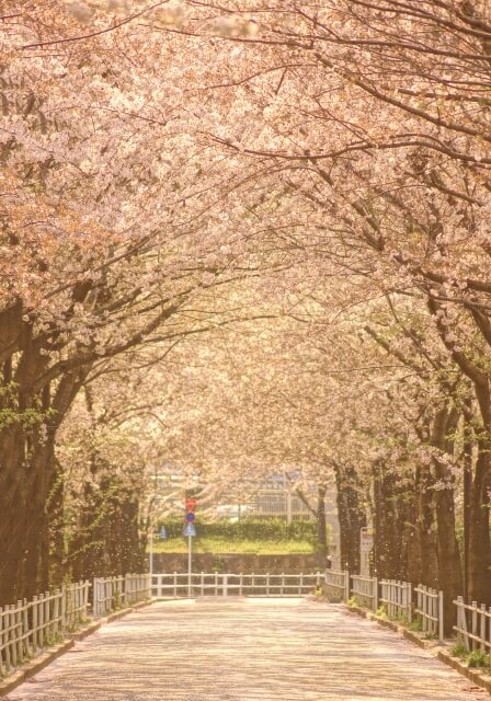 調布市の桜のトンネル