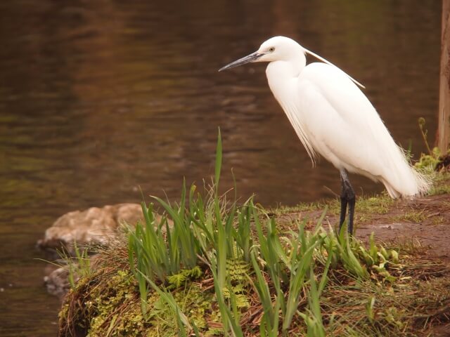 上三川町の鳥シラサギ