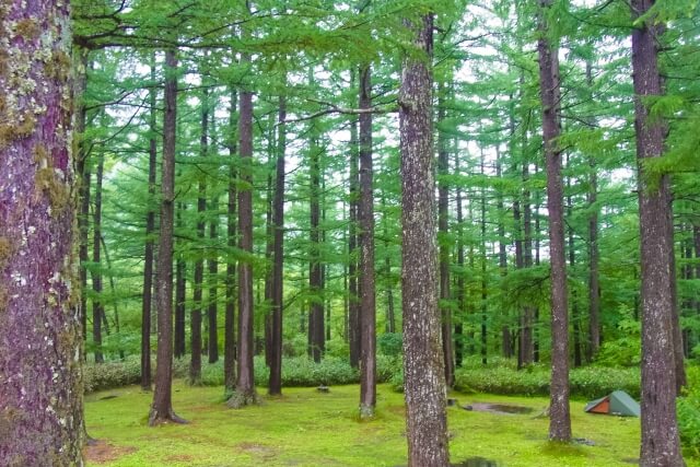 鹿沼市の木スギ