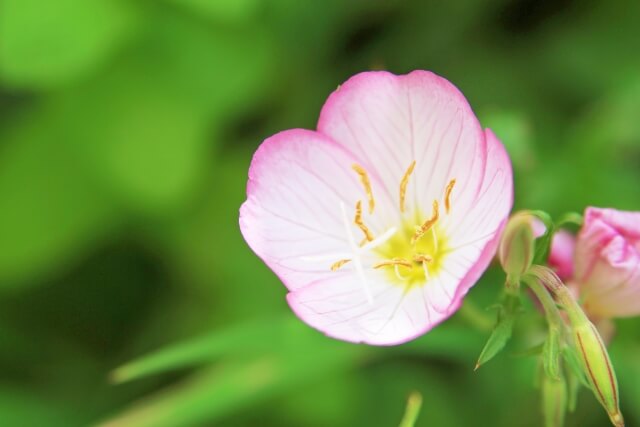 本庄市の花月見草