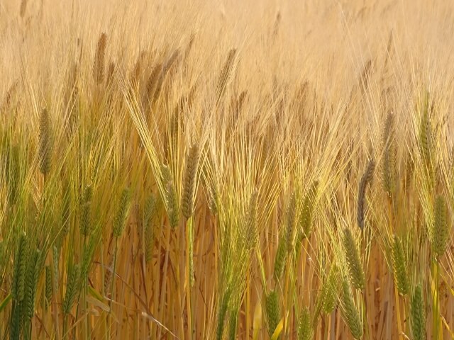 小山市内の麦畑