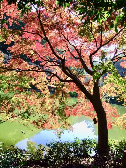 町田市の薬師池公園の紅葉