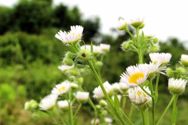 山武市の花野菊