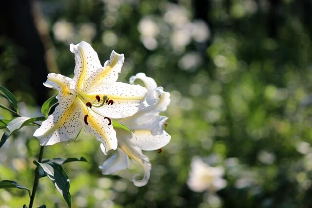 袖ケ浦市の花ヤマユリ