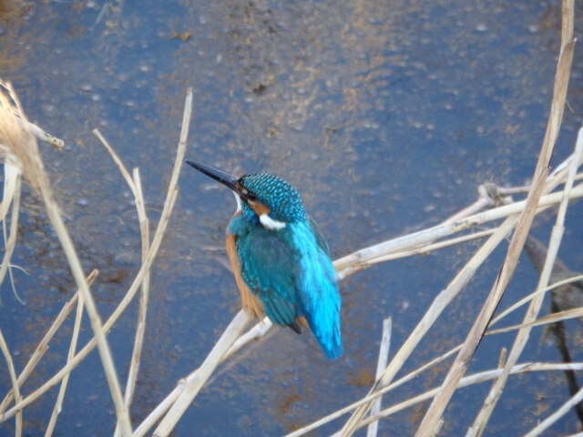 町田市の鳥カワセミ