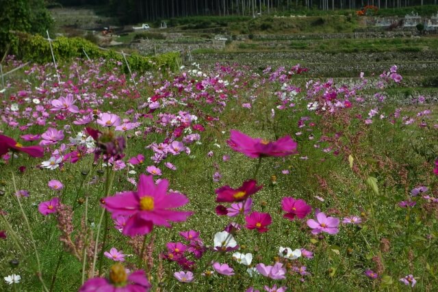 一宮町の棚田に咲くコスモス