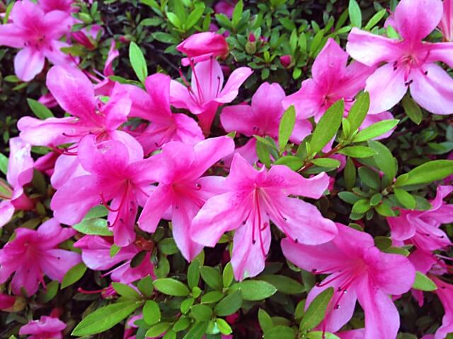 睦沢町の花サツキ