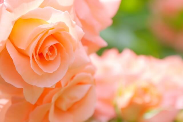 五霞町の花バラ