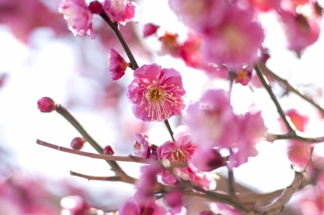 睦沢町の木ウメ