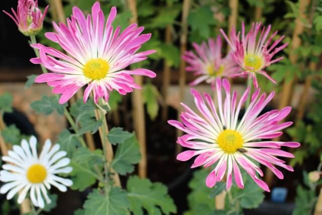 千代田町の花キク