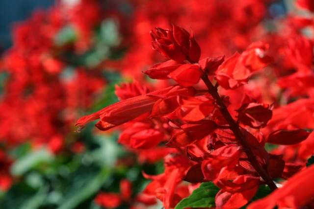 富里市の花サルビア