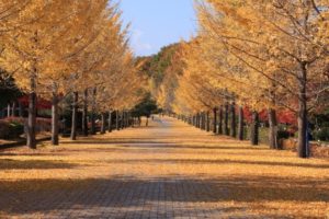小鹿野町の風景