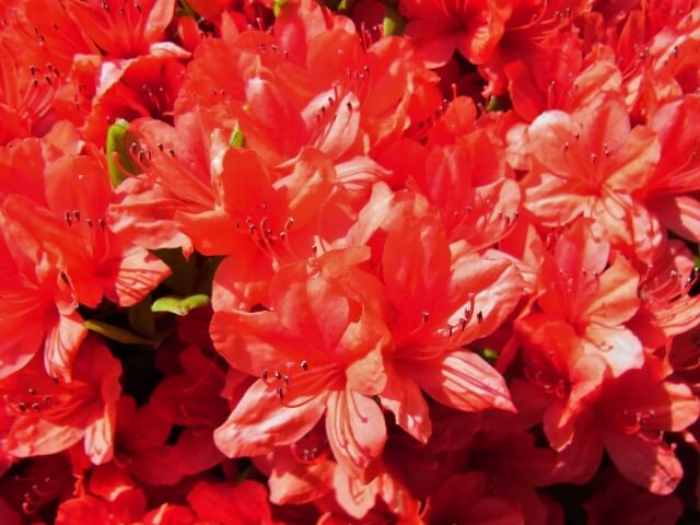邑楽町の花ヤマツツジ