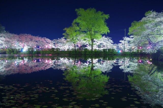 茂原市の夜桜