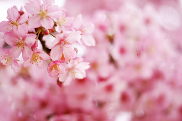 東金市の花ソメイヨシノ
