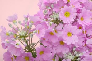 四街道市の花サクラソウ