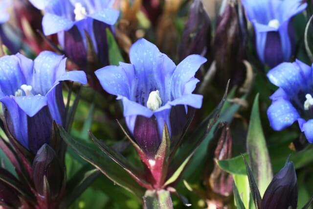 千葉県栄町の花リンドウ