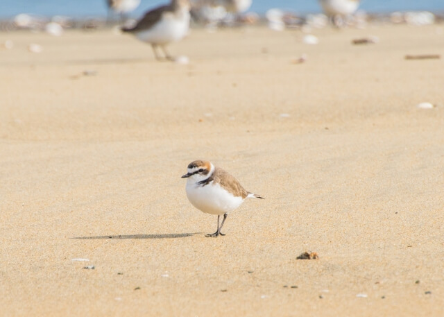 九十九里町の鳥シロチドリ