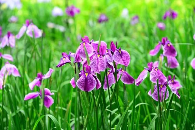 高根沢町の花アヤメ