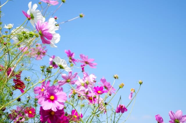 大網白里市の花コスモス
