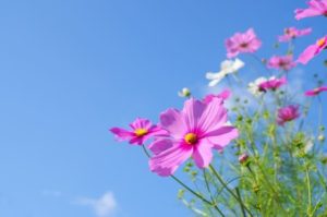 印西市の花コスモス