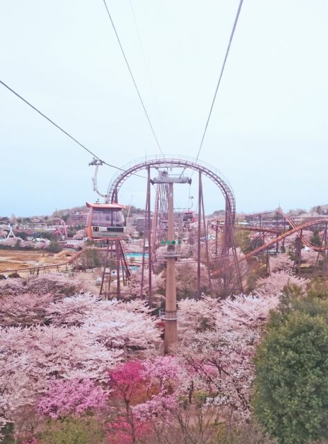 稲城市の桜ロープウェイ